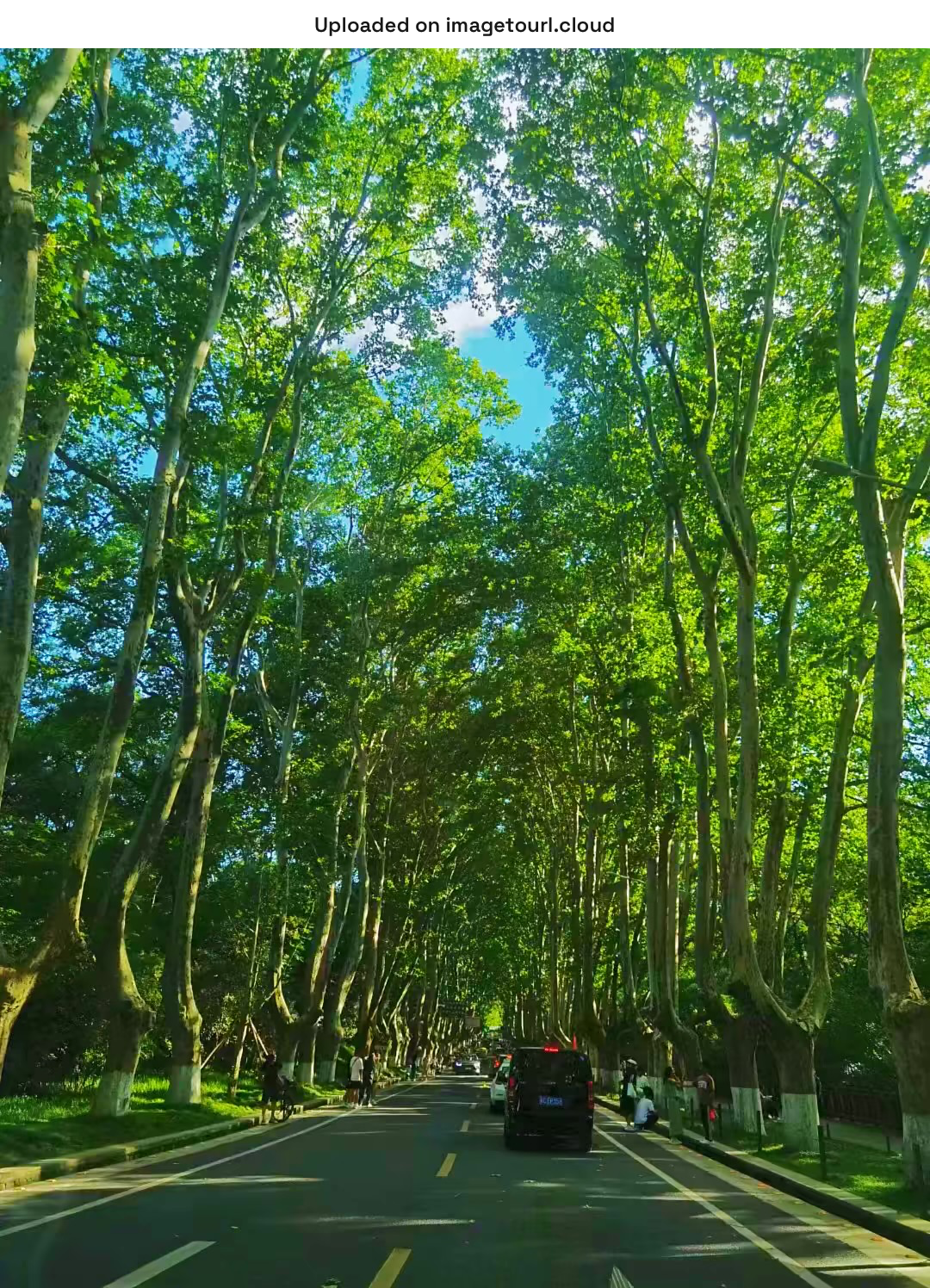 梧旧梦